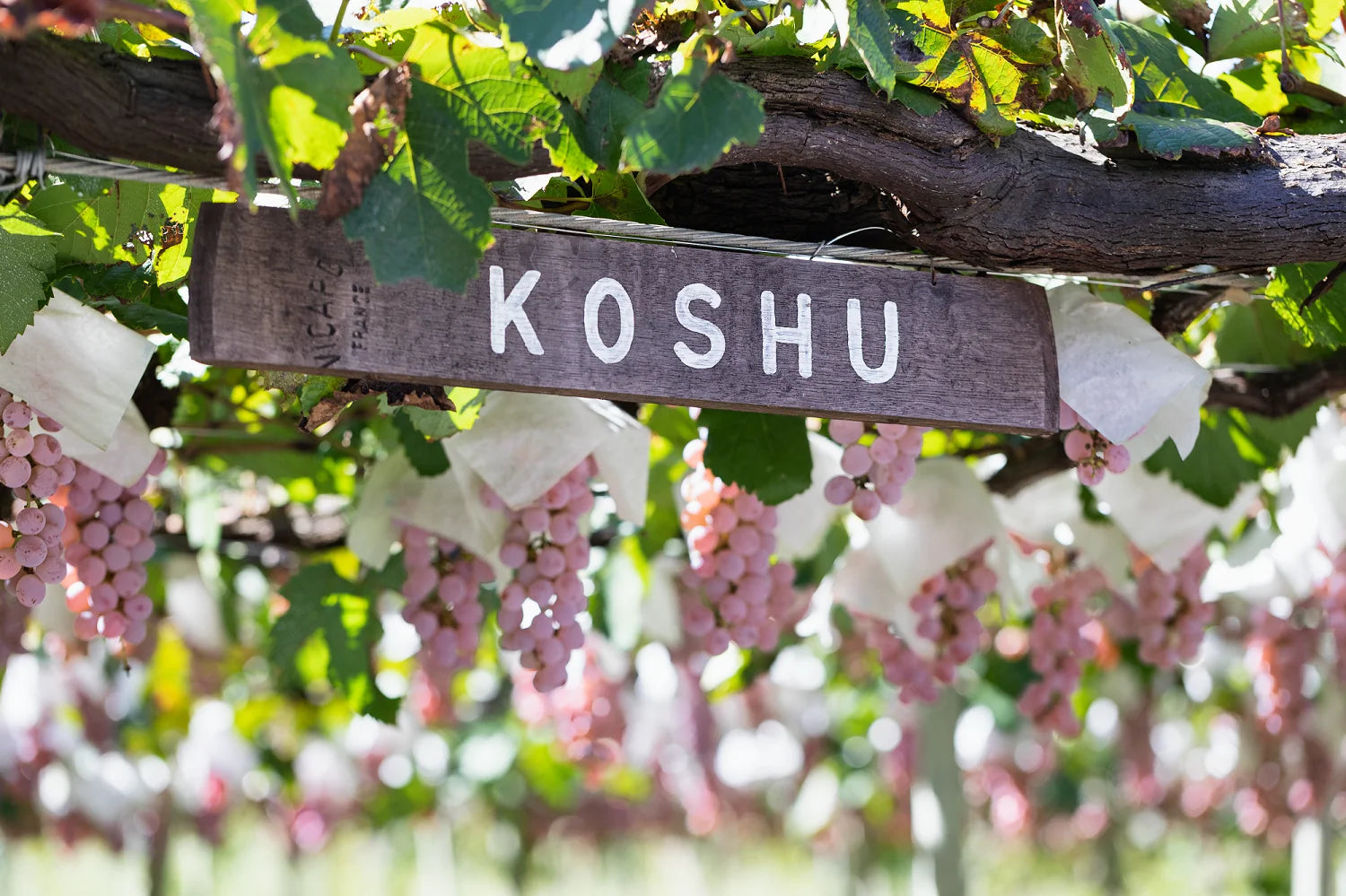 Koshu-Reben in Yamanashi