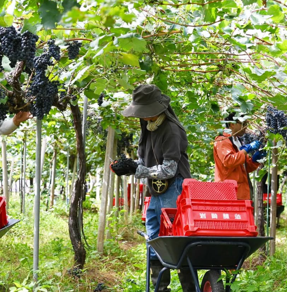 Trauben Japan ernte Qualität Winzer