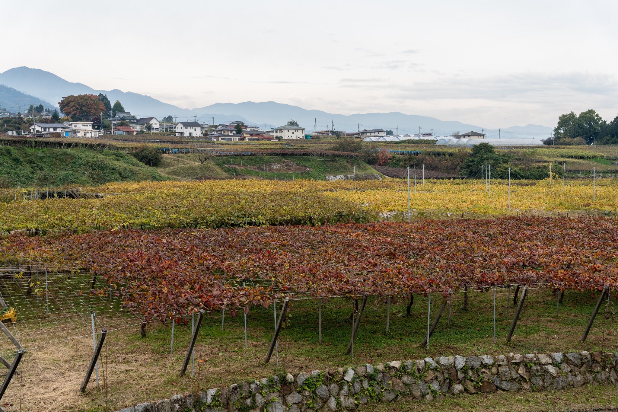 Koshu vines trained on pergolas, with autumn foliage and mountains in the background.